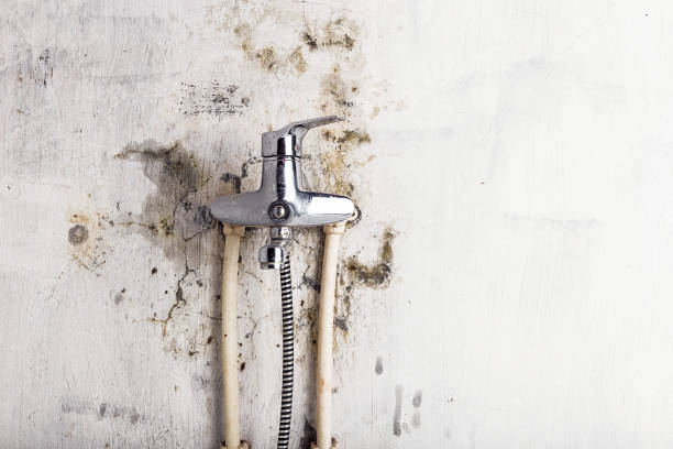Best Mold Testing  in Fleetwood, PA