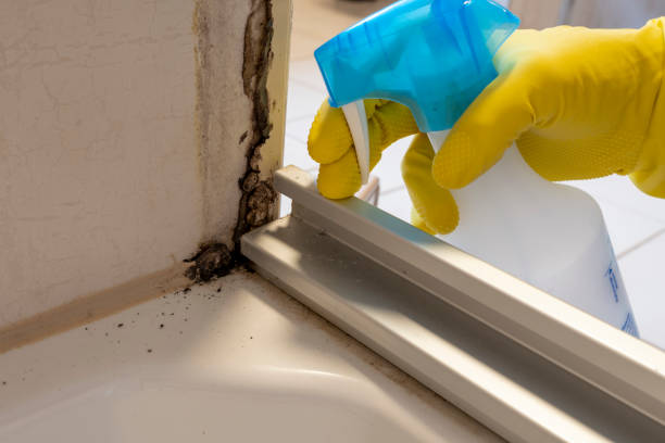 Best Professional Mold Removal  in Fleetwood, PA