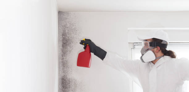 Best Mold Removal Near Me  in Fleetwood, PA