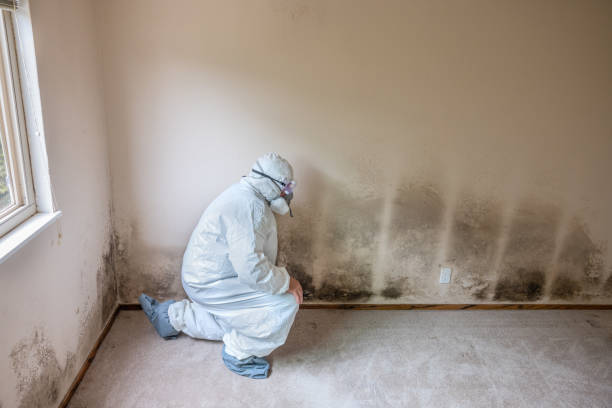 Trusted Fleetwood, PA Mold Removal Experts