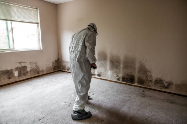 Best Office Mold Removal Services  in Fleetwood, PA