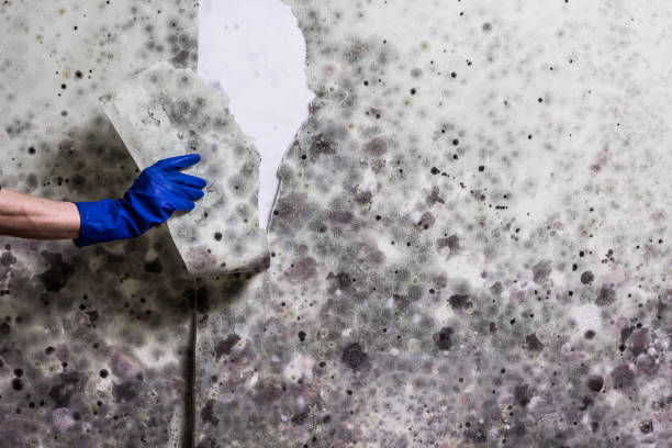 Crawl Space Mold Removal in Fleetwood, PA