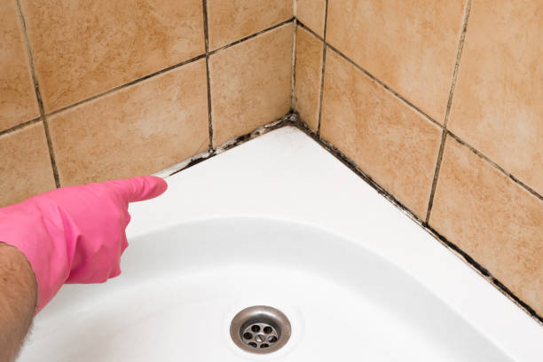 Best Mold Cleaning Services  in Fleetwood, PA
